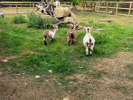 The cutest goats
