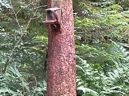 Red squirrels locally