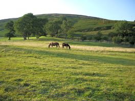Horses nearby