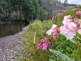 River bank