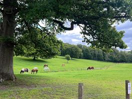 The view from our chosen plot.