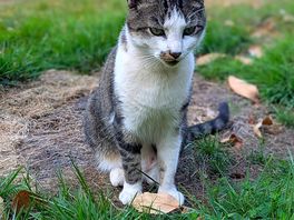 Campsite cat