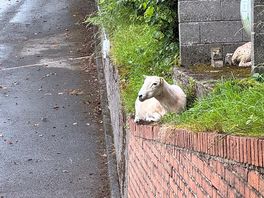 Sheep by toilet block