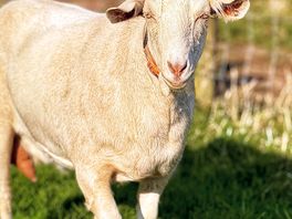 Bella the goat