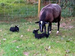 Lambs