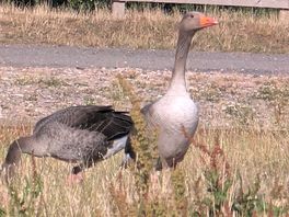 Geese