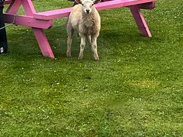 Cute visitor
