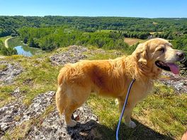 Ziggy boven op de rots tegenover de camping