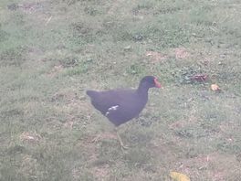 A visitor that kept coming to say hello