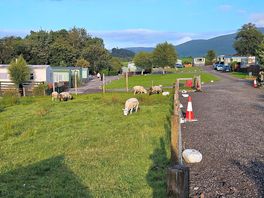 The sheeps