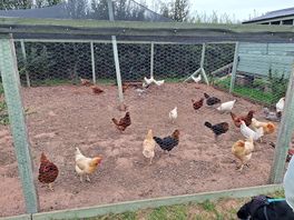 Chickens on site