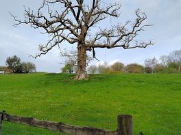 Tree near cabin
