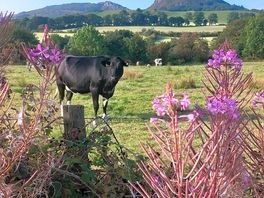 Greeted by the cows at tea time