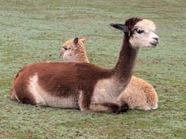 Lots of alpacas