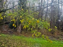 Lots of wildlife surrounding site.