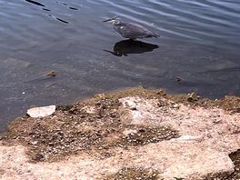 Heron