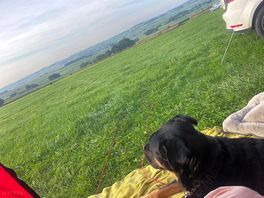 Pooch enjoying the view and sunshine