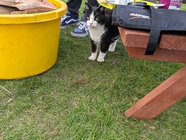 Campsite cat!