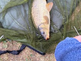 Lovely fish