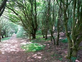 Woodland walk
