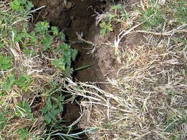 Deep cracks all over site, probably just due to a dry spell.