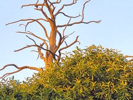 This tree is very eye catching and very beutiful for the naked eye