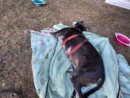 A relaxed dog!