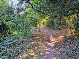 Walk from site