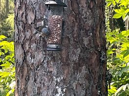 Numerous birds , so tranquil.