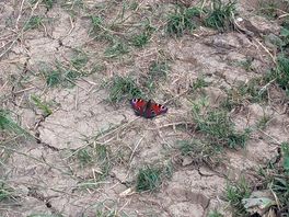 Butterflies galore