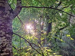 Sunrise through the trees