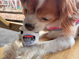 Dog enjoyed her pup cup