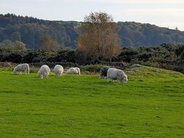 Fields around the site