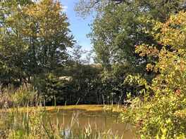 Pond