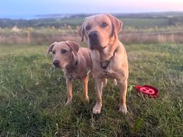 Happy pups