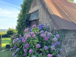 Beautiful flowers around