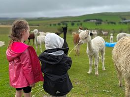 Alpacas