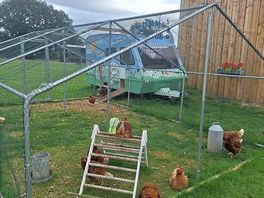 Tommy's eggs