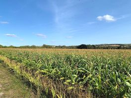 Picturesque fields surrounding the site.