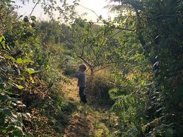 Walk through the orchard