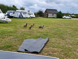 Duckies