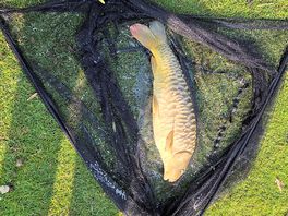 A whopper.