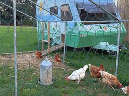 We loved the hens