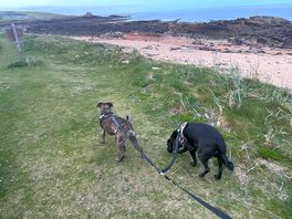 Lovely walks for pooches