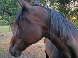 Amazing horses