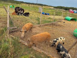 Farm animals on site you can go and greet and feed!