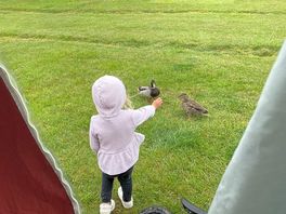Ducks in the morning super cute