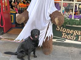 Our dog in york