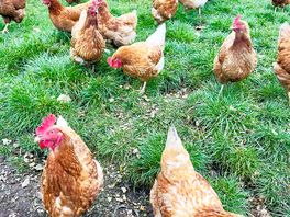Chickens 🐓