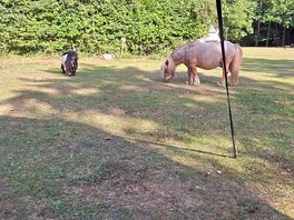Animals